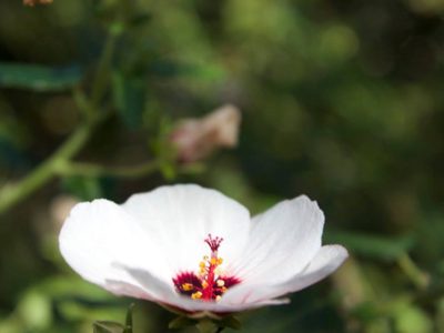 La planta con flores súper delicadas que requiere pocos cuidados y crece de manera más simple