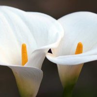El secreto mejor guardado de los jardineros para que tus calas florezcan grandes y rozagantes