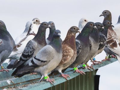 Hojarasca: se anulan premios por descubrir minas de carbón y registro de palomas