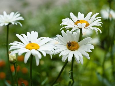 Si sos fan de las Margaritas, mirá cómo podés llenar tu jardín gratis y sin gastar en el vivero con estas flores tan tiernas
