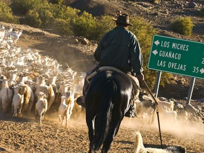 Crianceros trashumantes circularán libremente por las rutas