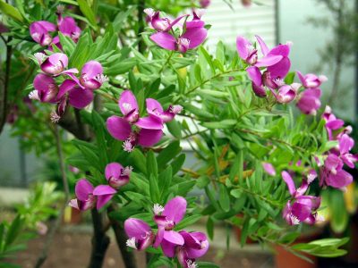 El arbusto más delicado que da unas flores lilas parecidas a la orquídea y atrae a todos los polinizadores