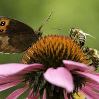 Los 5 insectos que habitan en tu jardín y que nunca, pero nunca, debés matar