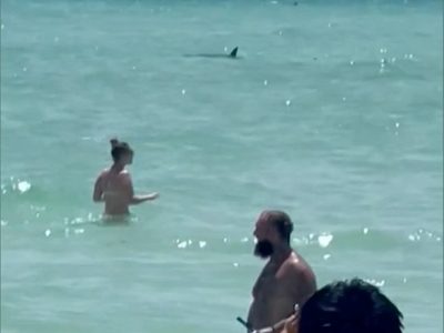 Advierten sobre tiburones en playas de Florida tras ataques recientes