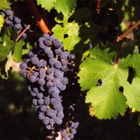La cepa Cabernet Sauvignon, la reina de las uvas tintas