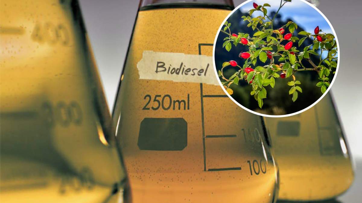 Alternativa ecológica para la rosa mosqueta. Fuente: (Minuto Neuquén)