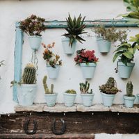 Jardín vertical perfecto: cinco plantas para un diseño espectacular