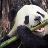 Los pandas evolucionaron para poder comer bambú hace 6 millones de años, según un nuevo estudio