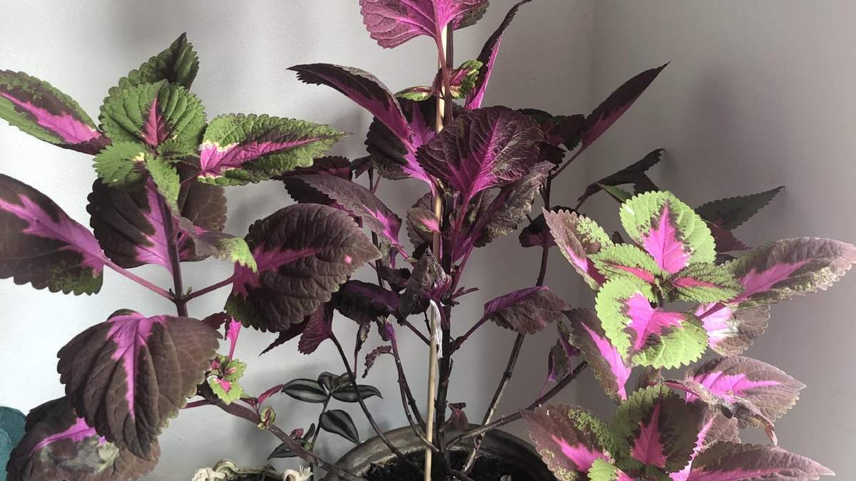Plantas. Fuente: (Instagram)