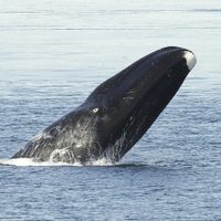 Se viene la época de avistaje de ballenas: 3 hoteles en Puerto Madryn frente al mar