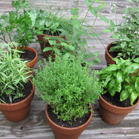 Las plantas aromáticas que vas a amar tener en casa por su rico olor y su uso en la cocina