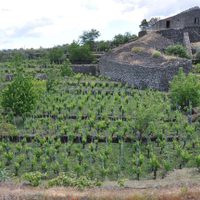 Los vinos de Sicilia: una alternativa para recorrer la isla italiana