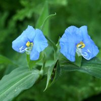 La planta que se confunde con maleza y tiene los más increíbles poderes curativos