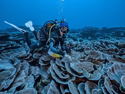 Increíble hallazgo: descubren en Tahití uno de los mayores arrecifes de coral del mundo