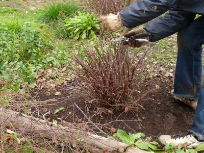 Cómo saber si tu planta se secó completamente o solo necesita una poda: el truco de los expertos que no falla