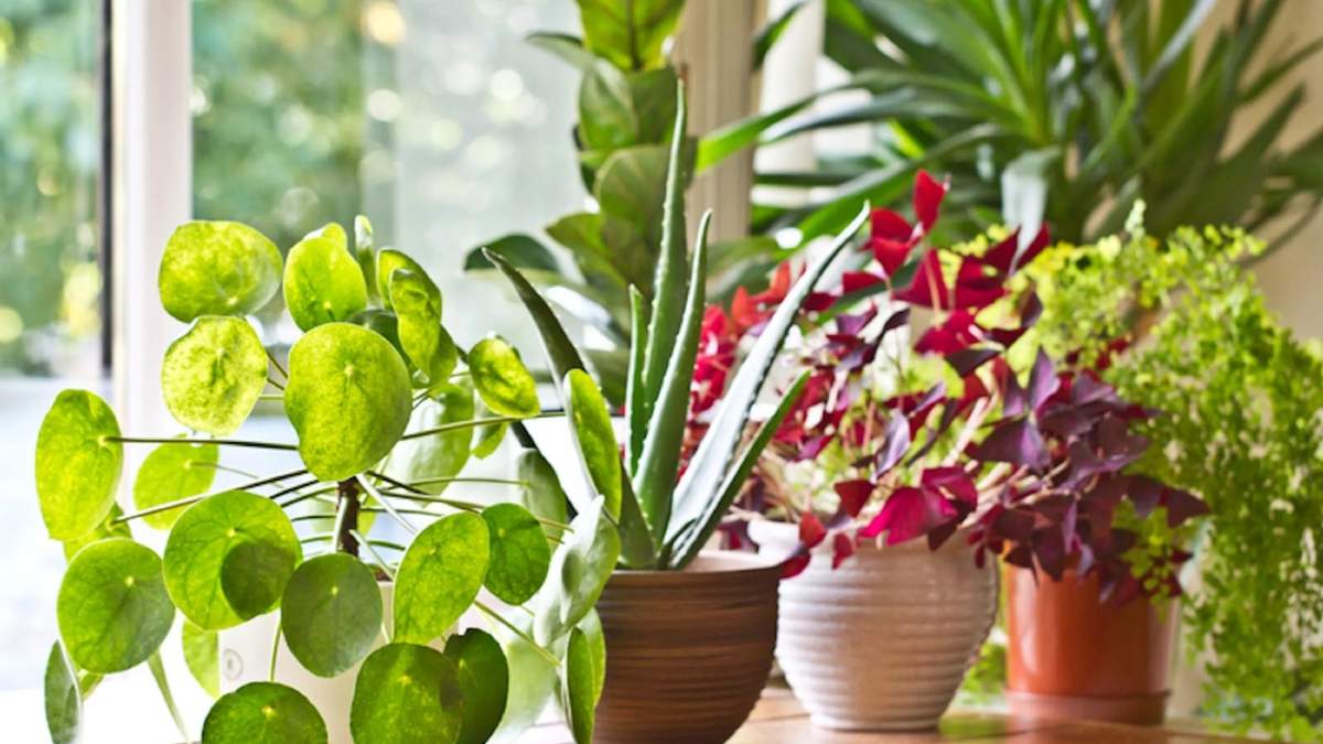 Plantas. Fuente: (Instagram)