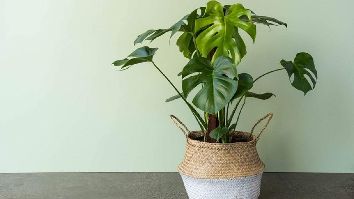 Monstera deliciosa. Fuente: (X)