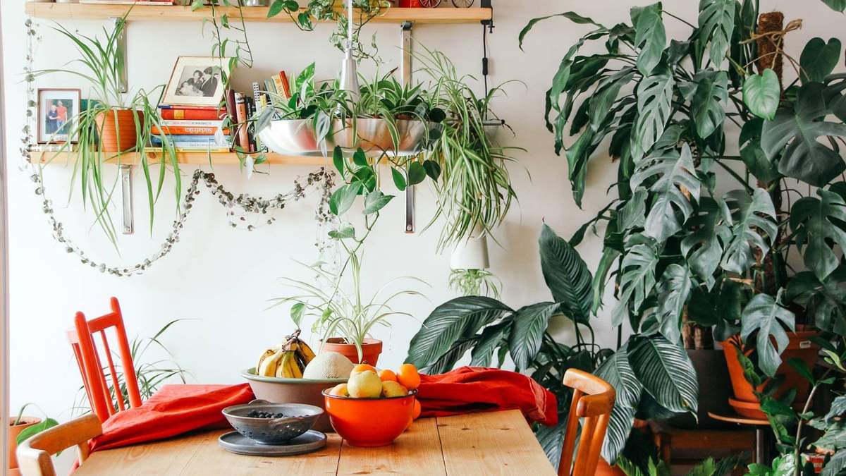 Plantas. Fuente: (Instagram)