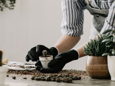 Descubrí cómo mantener vivo un cactus por 250 años