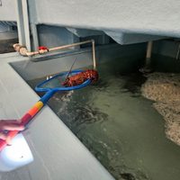 Decomisan en Ensenada más de 50 toneladas de productos marinos ilegales