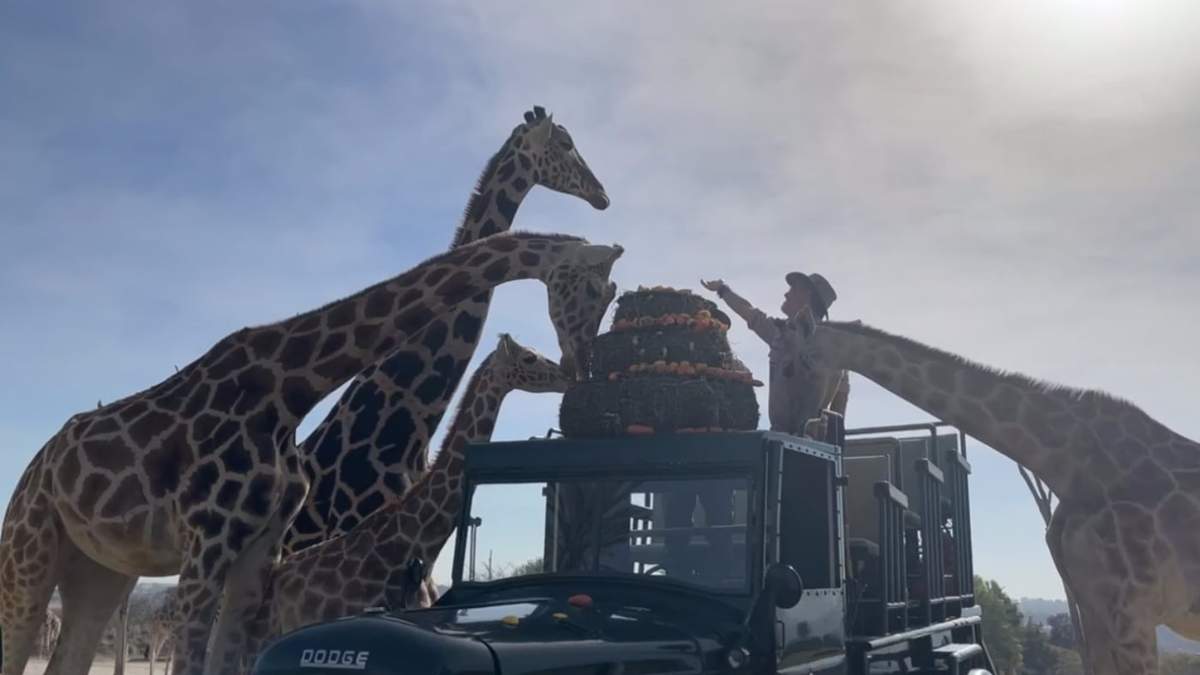 Benito con otras jirafas en Africam Safari