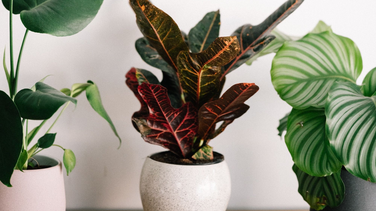 Plantas. Fuente: (Instagram)