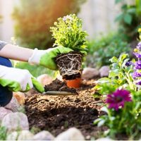 Las 4 plantas que crecen en tu jardín de forma secreta y esconden beneficios para tu vida