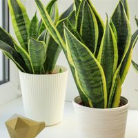 Nunca, pero nunca coloques tu sansevieria o "lengua de suegra" en estos lugares de tu casa