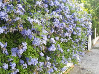 El Jazmín que es todoterreno: soporta todas las temperaturas y da la flor más linda