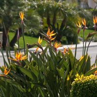 El secreto de los viveros para que tu Strelitzia reginae esté radiante y regale sus flores más hermosas