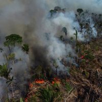 Los gobiernos se reúnen para hablar sobre la Amazonía. ¿Por qué es tan importante protegerla?