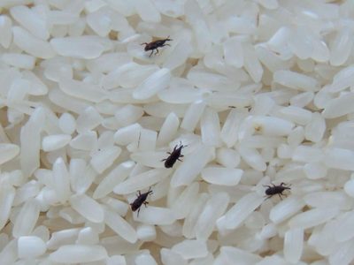 No tires los dientes de ajo que están por dañarse: prepará esta mezcla infalible para eliminar gorgojos en tu cocina