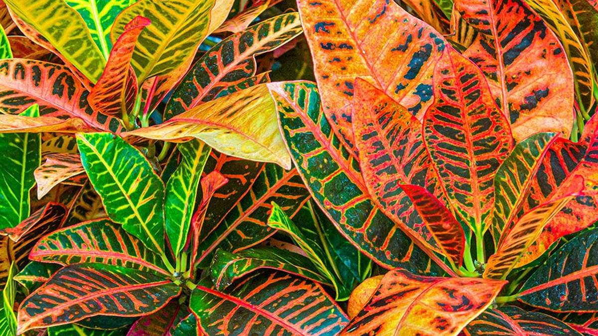 Plantas. Fuente: (Instagram).