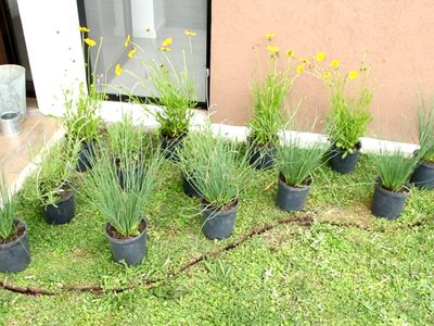3 plantas tendencia en decoración que tenés y que son ideales para canteros a sol directo