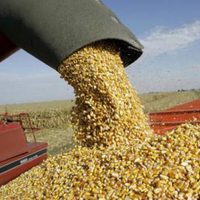 El Gobierno nacional puso nuevos obstáculos a la ventas al exterior de maíz