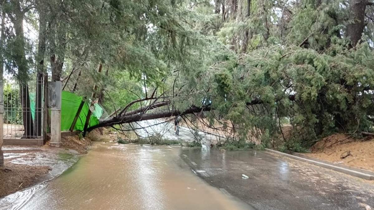 Por el temporal se cayeron más de 180 árboles y se inundaron 86 casas en Mendoza