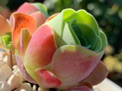 Suculenta en forma de rosa: cuidado de la planta más linda y original para tener en tu hogar