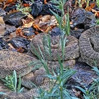 Cámara web observa cientos de víboras de cascabel en "mega madriguera" (Video)