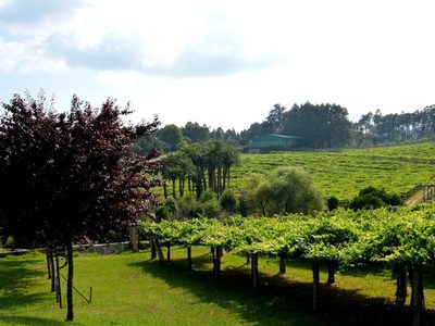 Abren las puertas de las bodegas para enoturismo en Galicia