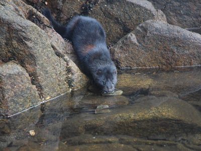 El avistamiento de visones en el Lago Espejo alerta sobre la especie invasora y sus daños