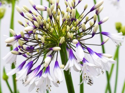 La llamativa variedad de Agapanthus que no conocías y cuya flor es fascinante: cómo cuidarla en tu jardín