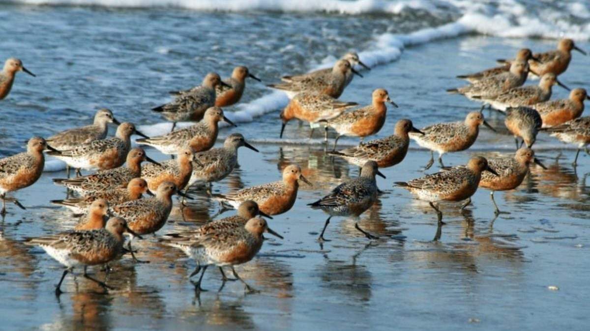 Plan para proteger a las aves migratorias. Fuente: (Instagram)
