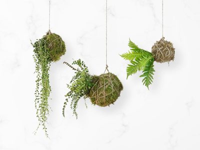 Cultivo de plantas para la casa de forma sustentable y ecológica