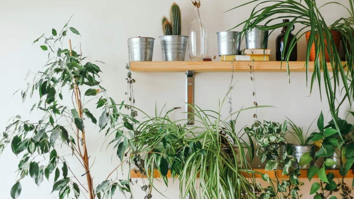 Plantas. Fuente: (X)