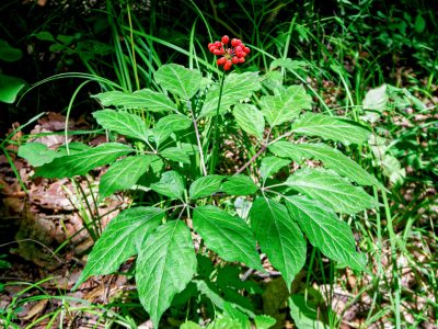 Conocé la increíble planta que mejora la memoria y la concentración
