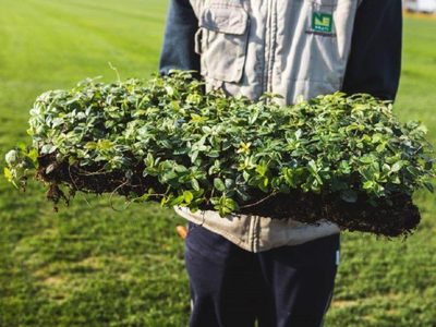 5 plantas cubresuelos verdaderamente hermosas que van a llenar tu jardín de flores y verde