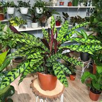 La increíble planta que tiene el poder de purificar el aire y brindarle humedad natural a tu casa