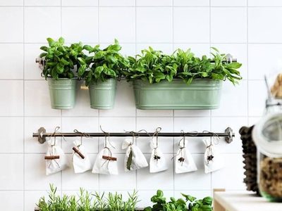 Las 3 plantas aromáticas más lindas y fáciles de cultivar en el balcón o en la ventana
