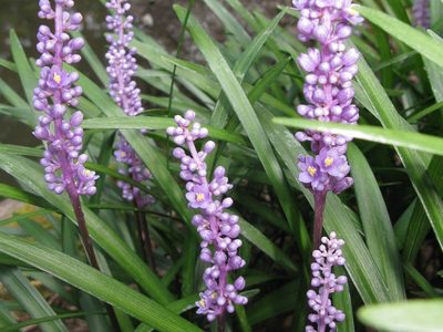 Las hermosas plantas que aman estar en sombra permanente y son perfectas para espacios del jardín con poca luz