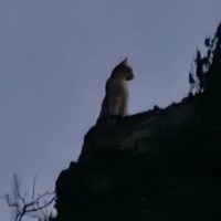Advierten por la presencia de dos pumas en Centenario